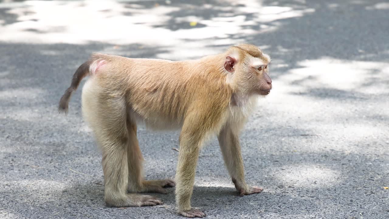 un mono de pie en el pavimento en phuket, tailandia
