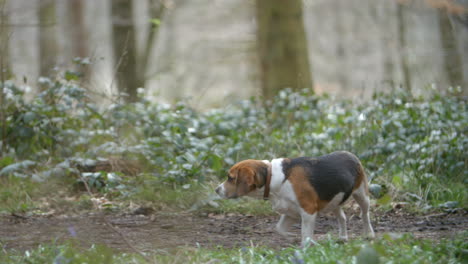 brother and sister playing with their pet dog in a forest