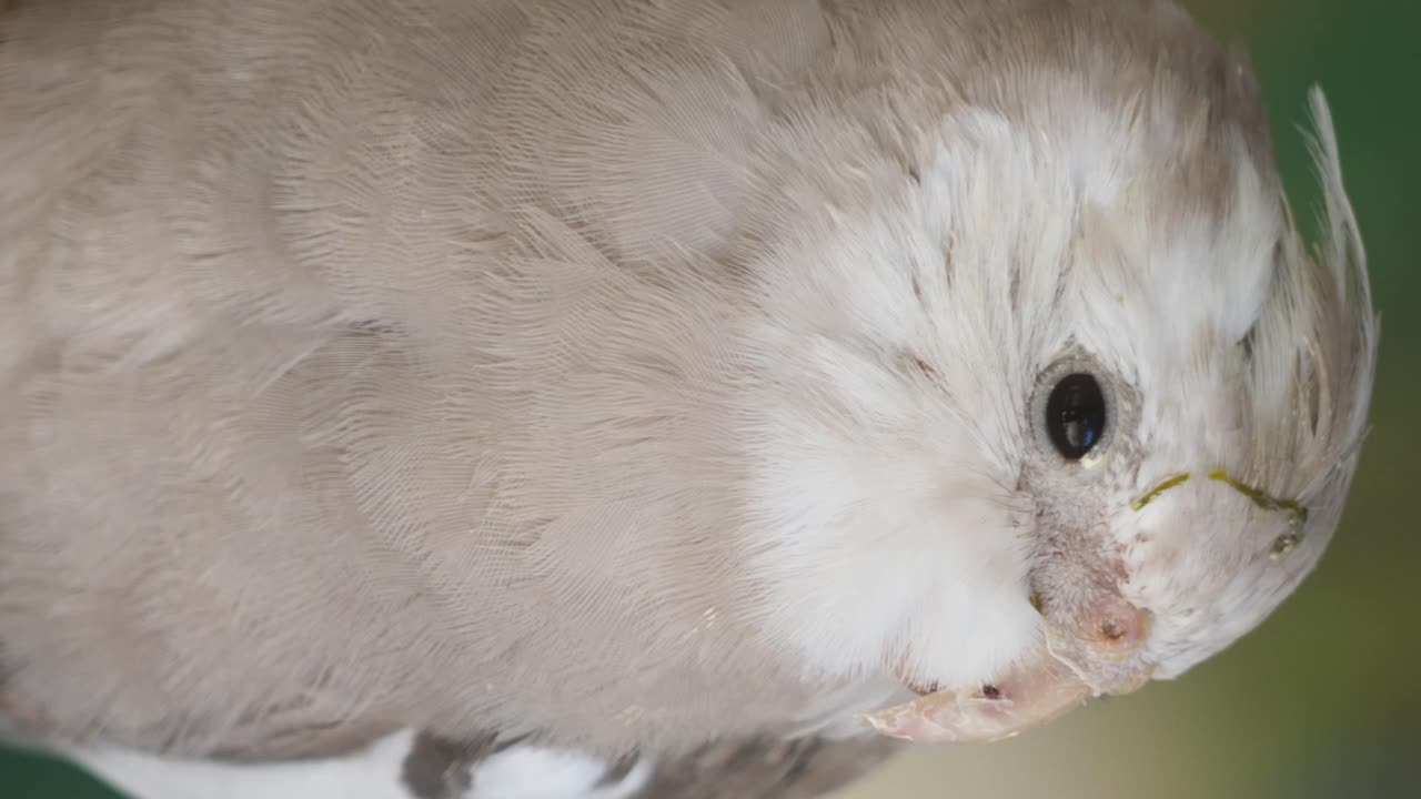 Close up of a white tit