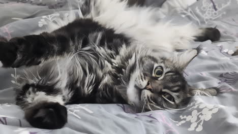 un video monocromático de un gato main coon negro y gris acostado y retorcido en una cama