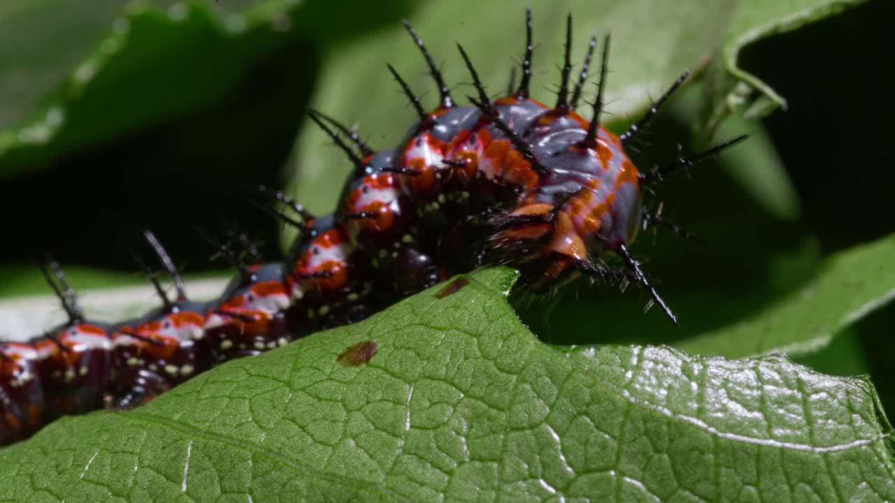 Gulf Fritillary Caterpillar eating Passionfruit Leaf 3