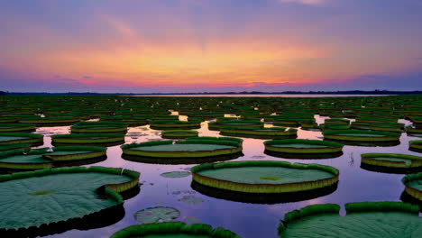 giant water lily pads at sunset
