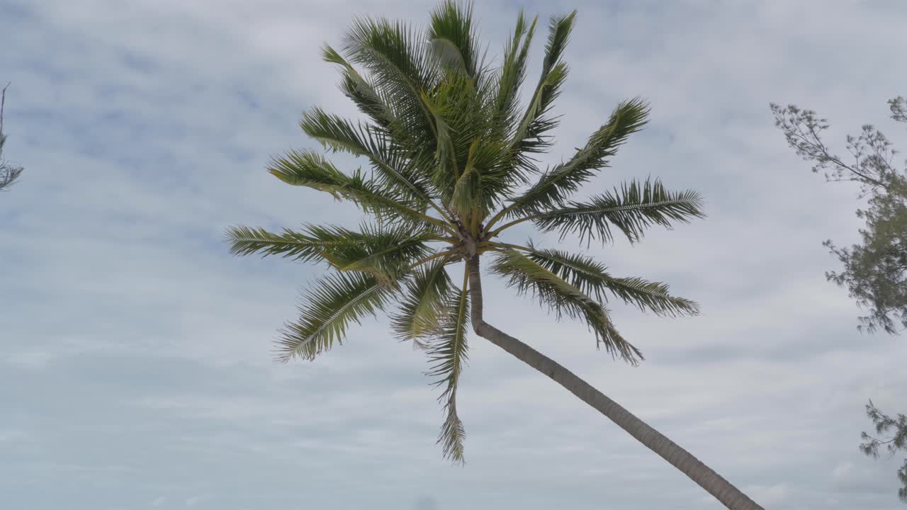 palmera de coco soplando en el fuerte viento en la playa tropical en qld, australia