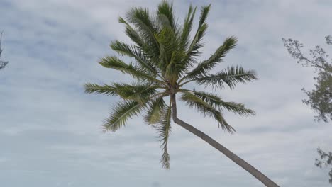 coconut palm tree blowing in the strong wind at the tropical beach in qld, australia