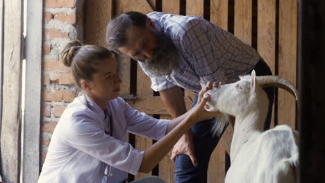 woman and man taking care of the white goat