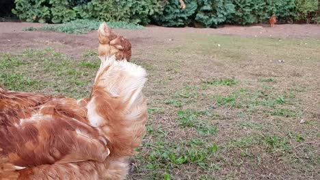 Close-up-of-chicken-walking-out-of-shot-with-chicken-picking-ground-in-the-background