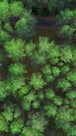 aerial view of a pine forest with a road