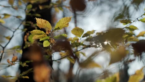 The-sun's-rays-break-through-the-leaves-in-forest-in-autumn