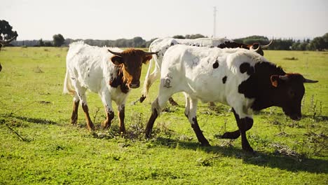 Slowmotion-close-up-shot-of-cattle-walking-through-a-field