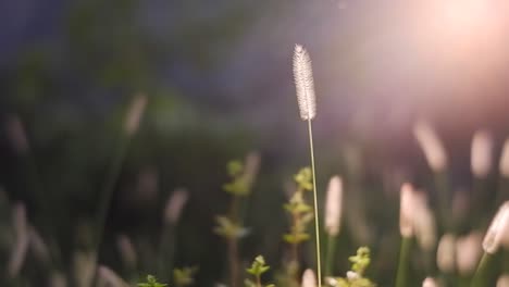 beautiful bengal grass flowers blowing in the wind in the morning