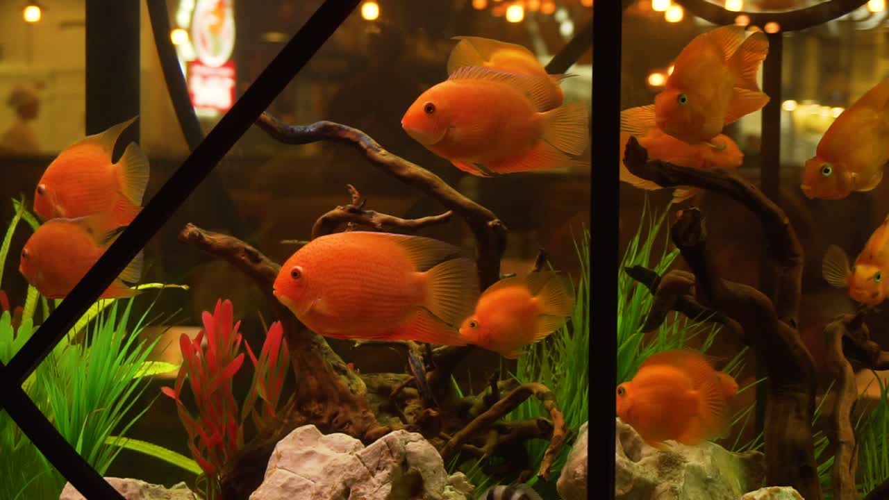 Ikan Oranye di Akuarium