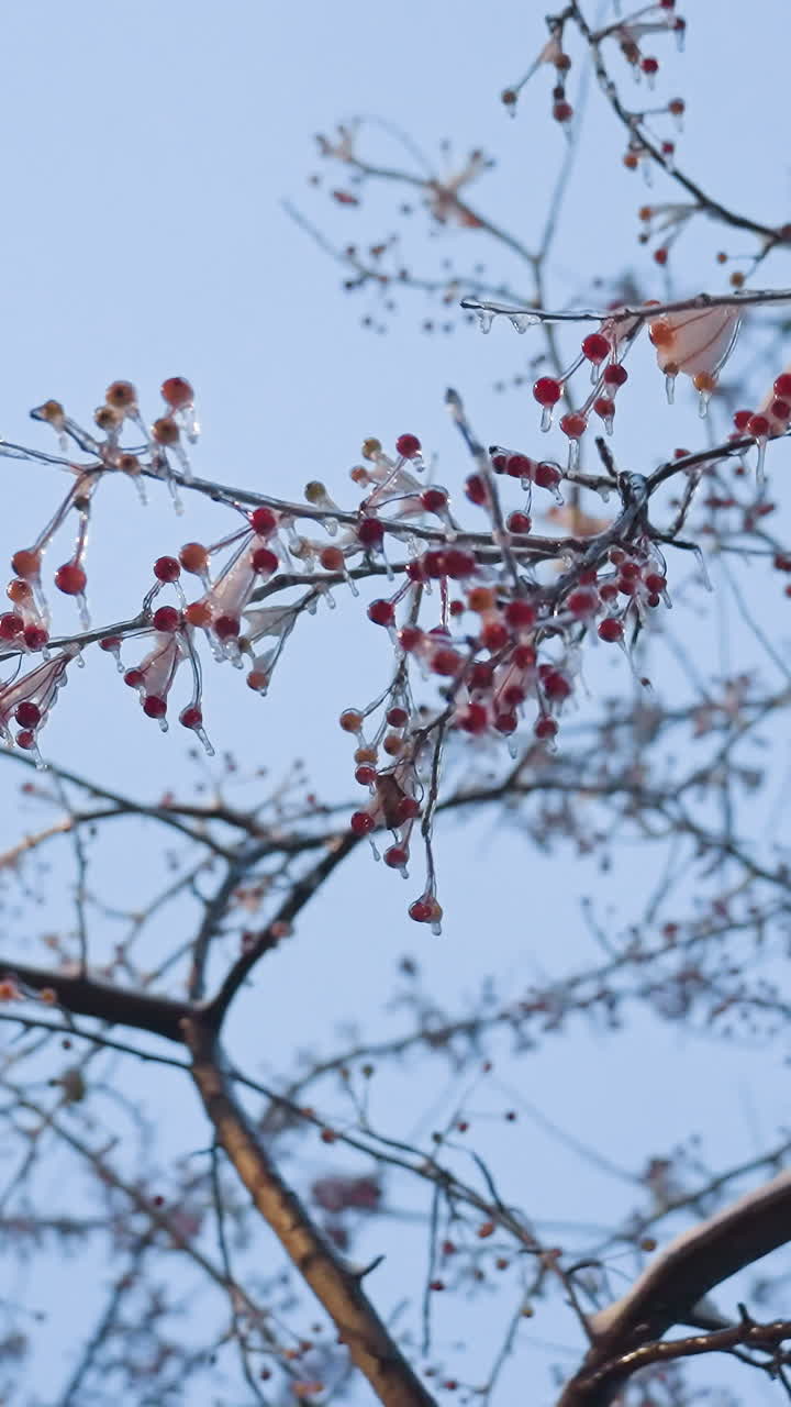 Rotational view of snow-frosted branches adorned with bare red berries against a blurred winter background, the icy branches create a natural aesthetic under the soft light of a crisp winter sky