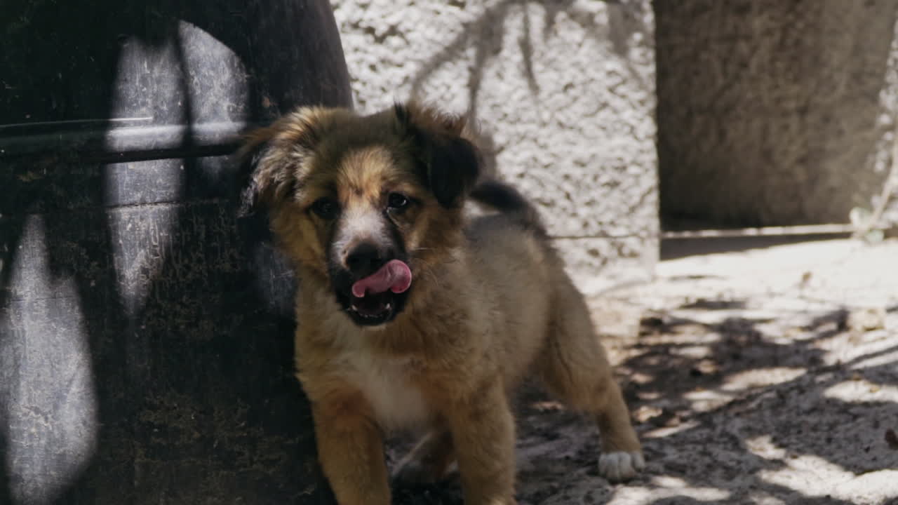 Cute puppy in alley eagerly pulls on leash looking at camera, slow motion