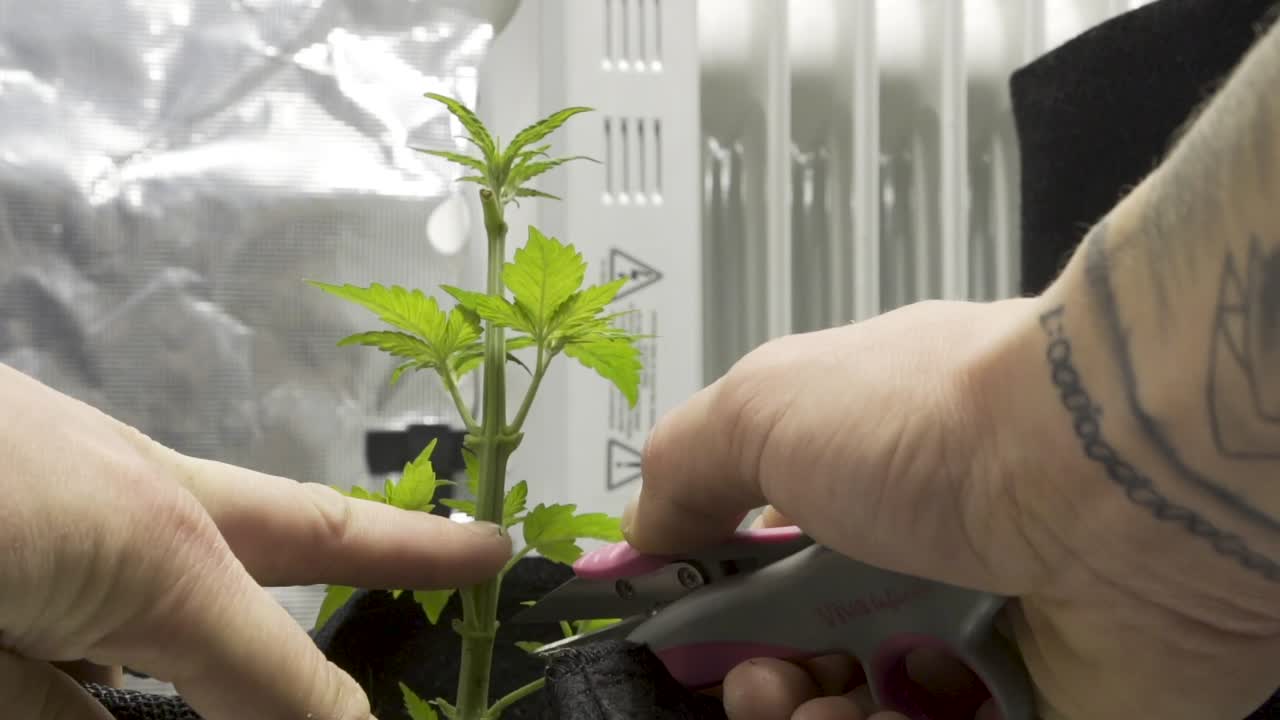 manos con tatuajes en los brazos recortando hojas de la planta de marihuana medicinal - cultivo de plantas de cannabis en interiores - primer plano, tiro de avance rápido