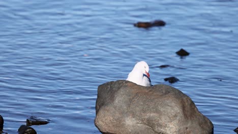 a seagull perches on a rock by the water in akaroa, new zealand. the scene captures serene coastal ambiance with natural lighting