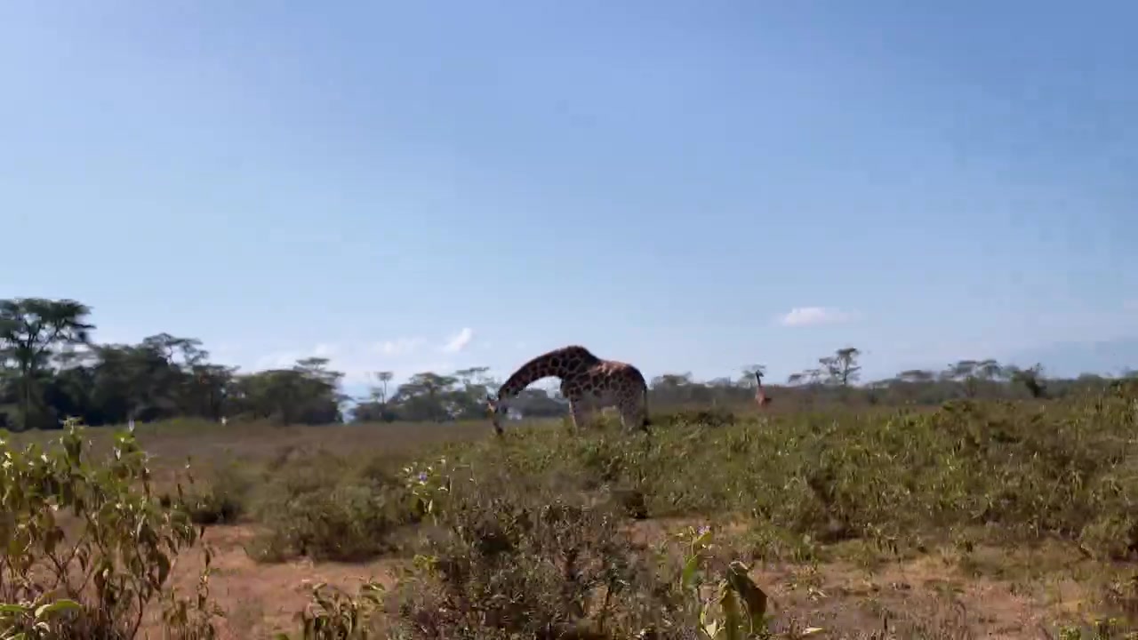 Passando in auto accanto a una giraffa che mangia nel Parco Nazionale del Lago Nakuru, in una giornata di sole in Kenya.