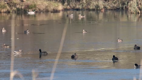 Wildfowl-Birds-On-Part-Frozen-Lake-Wildlife-Nature