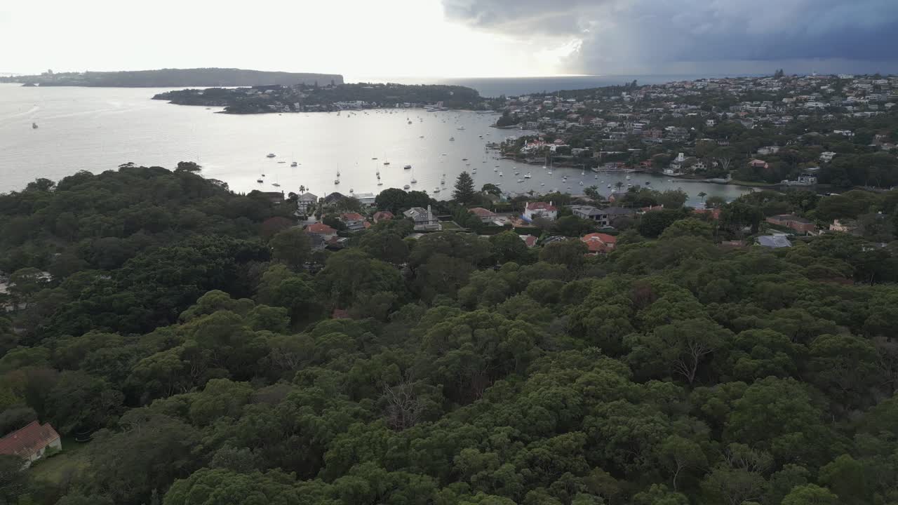 vuelo aéreo sobre los árboles verdes hacia la vista del océano frente al mar propiedad de lujo de barrio y casas en el puerto de sydney al amanecer