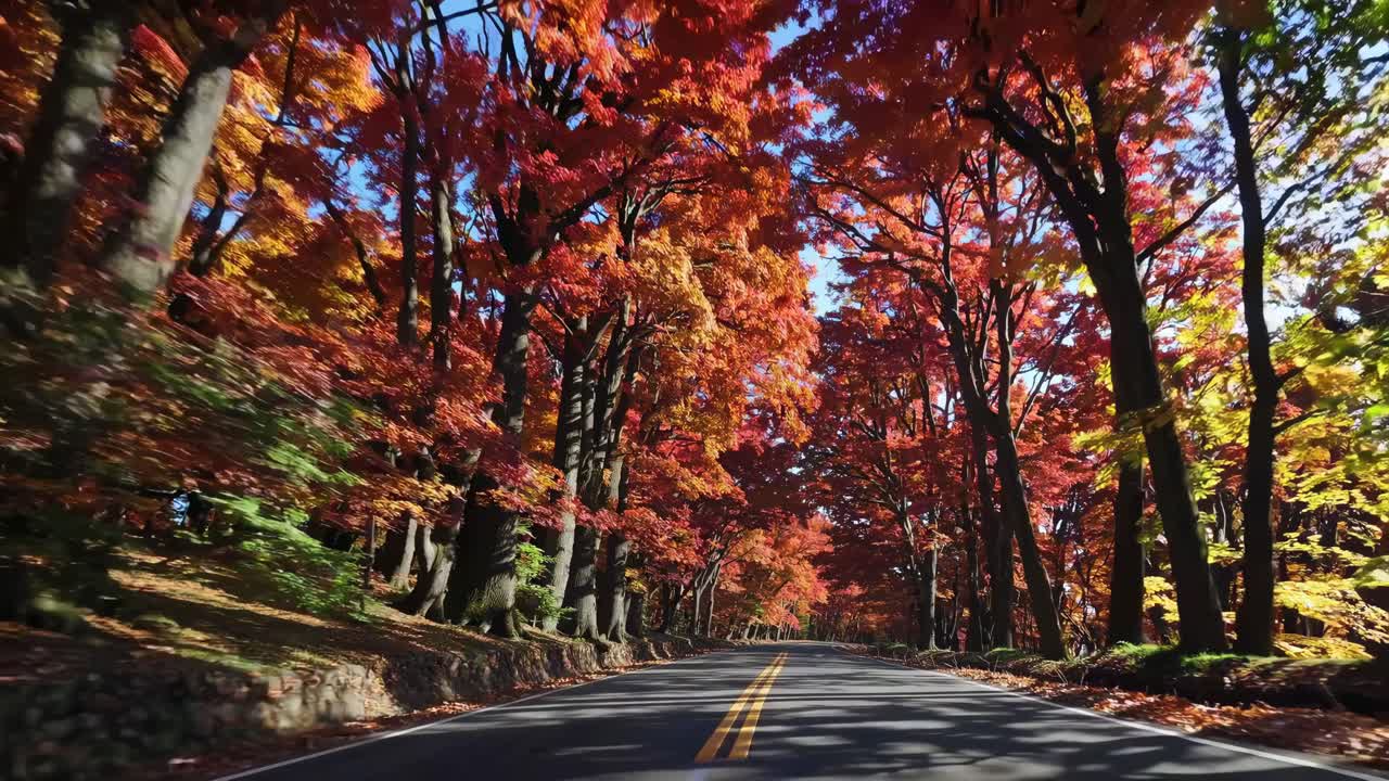 Video captures a scenic drive through a vibrant autumn forest, showcasing colorful foliage