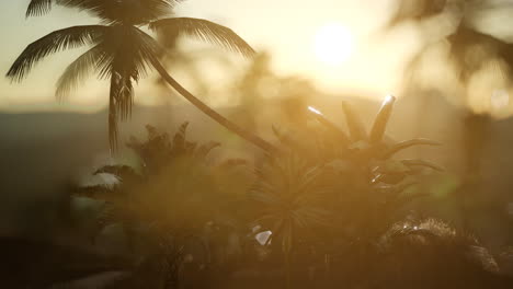 View-of-the-Palm-Trees-in-Fog