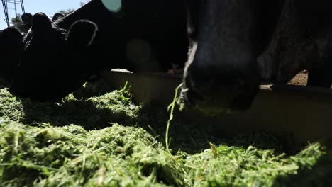 vacas lecheras comiendo hierba recién cortada de un comedero en una granja de producción