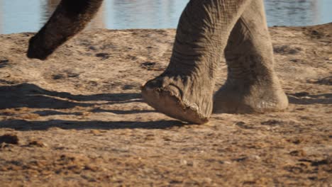 tracking elephant feet as they are walking around