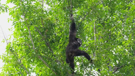 Visto-Colgando-Con-Su-Mano-Derecha-Mientras-Se-Da-Vuelta-Para-Mirar-Hacia-Abajo,-Gibón-De-Manos-Blancas-O-Gibón-Lar-Hylobates-Lar,-Tailandia