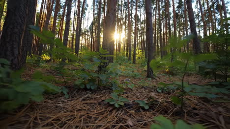 hedgehog in a pine forest at sunset