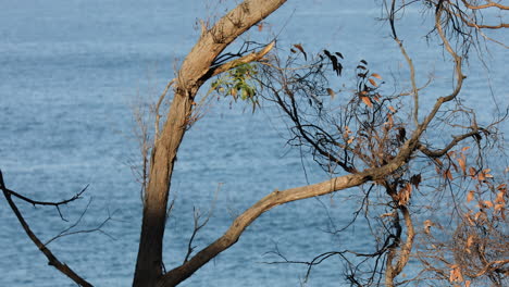 Bird flying away from a tree branch, with the sea visible in the background