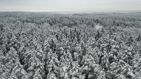 aerial: flying backwards over frozen and snowy forest in winter