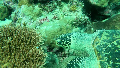 seen navigating around corals looking for something to eat, green sea turtle chelonia mydas, palau