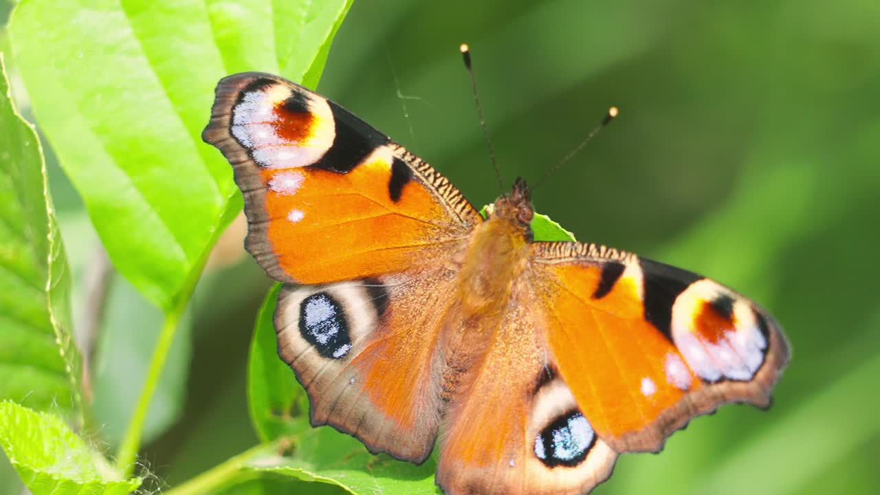 European Peacock Butterfly Perched On Green Plant Foliage. Close-up Shot