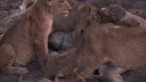 numerous lion cubs suckling from lioness