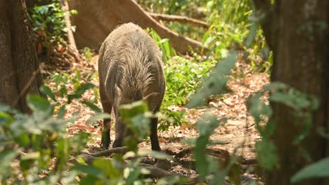 Wild-Boar,-Sus-Scrofa,-4K-footage,-Huai-Kha-Kaeng-Wildlife-Sanctuary,-Thailand