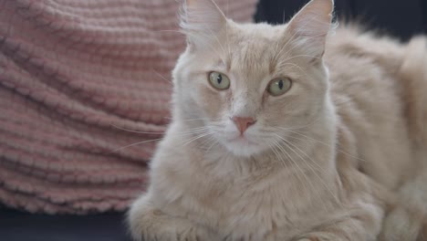 el gato de crema está sentado.