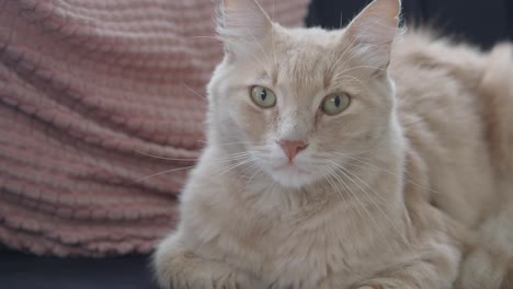 cute cream cat sitting