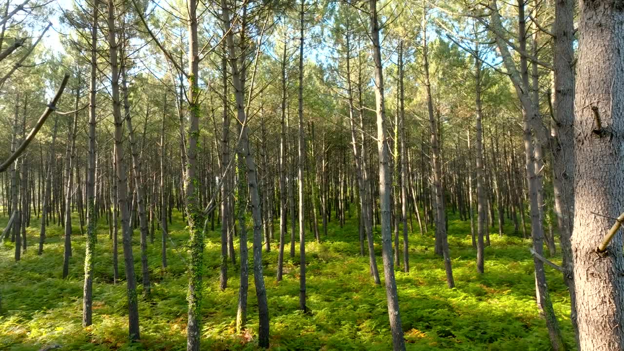 bosque de pinos filmado con un dron volando hacia adelante entre los troncos, aterriza francia