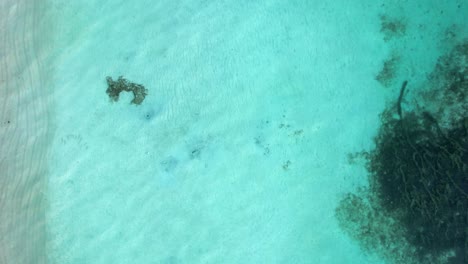 turquoise and shallow sea waters