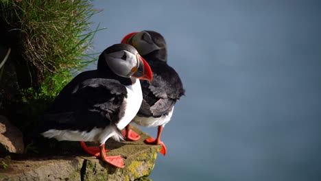 wild atlantic puffin seabird in the auk family in iceland.