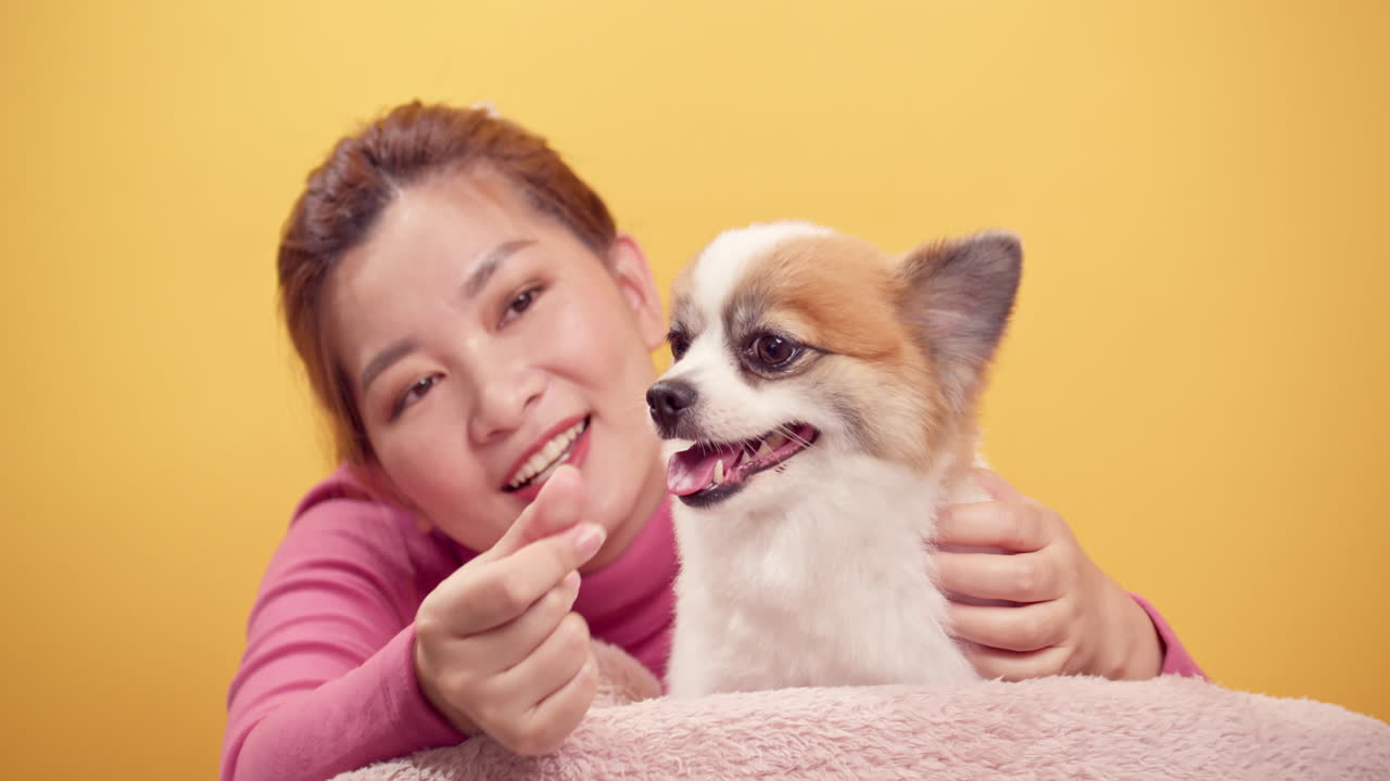 밝은 노란색 배경에서 휴식을 위해 치와와 믹스 포메라니안 개와 함께 노는 아시아의 화려한 젊은 여성