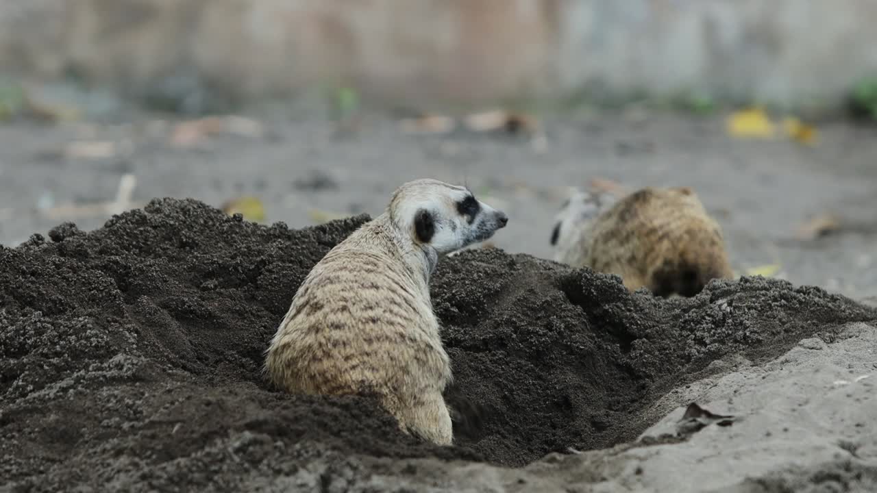 Meerkat Digging in Sand Looking for Food in Natural Habitat