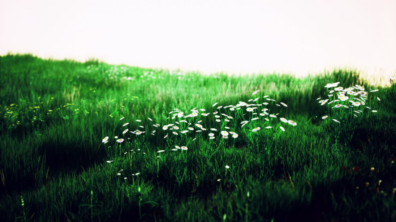 Vibrant green meadow adorned with delicate white flowers in sunlight