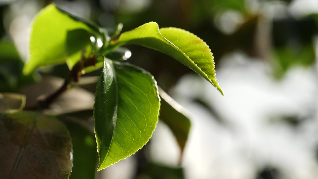 primer plano de las hojas verdes frescas