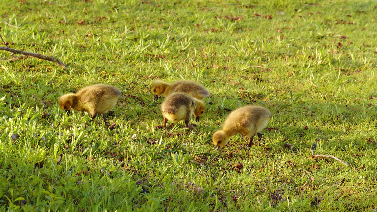 Slow-motion footage captures days-old goslings eating, playing, and waddling on land.