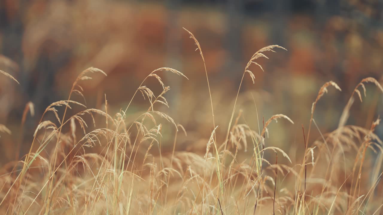 WIspy ears of dry grass on the autumn meadow