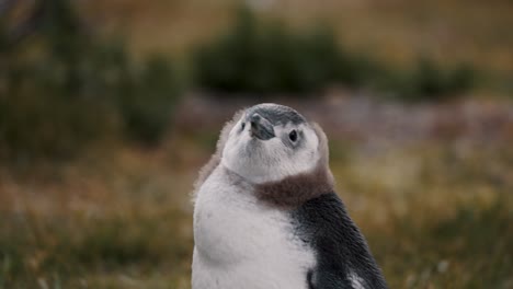 Magellanic-Penguin-In-Isla-Martillo,-Tierra-del-Fuego,-Argentina---Close-Up