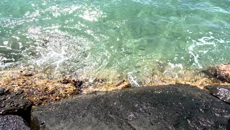pepino de mar fuera del agua en las rocas costeras de hawai