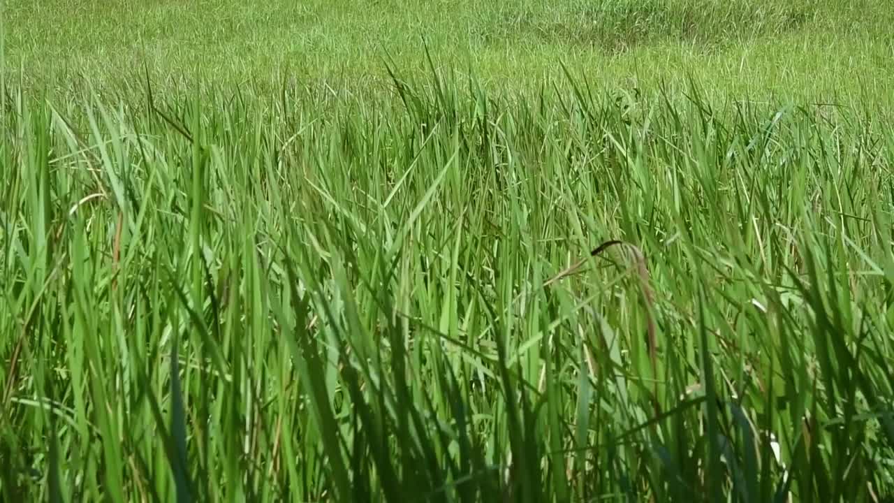 열대 및 아열대 아시아가 원산지이며 여러 국가에 도입된 다년생 풀