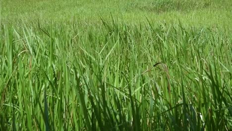 A-perennial-grass-native-to-tropical-and-subtropical-Asia-and-also-introduced-to-several-countries