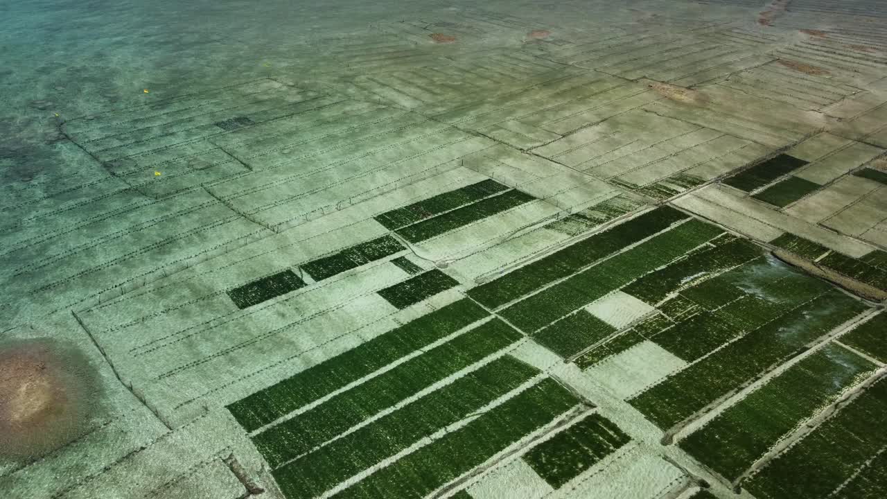 las granjas de algas marinas en nusa lembongan contribuyen a la economía local de la isla